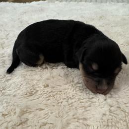 Duke - Black and silver male Miniature Schnauzer puppy in Auburn, Georgia from Very Special Mini Schnauzers