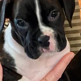 Boxer Puppies from Winchester Boxers