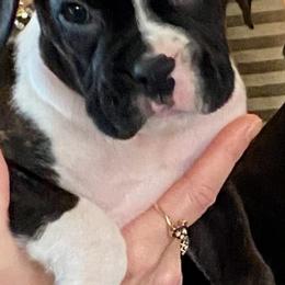 Boxer Puppies from Winchester Boxers