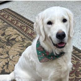 Baby - Golden Retriever