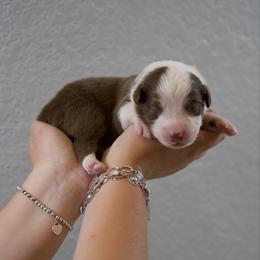 Ben - Red & white male Australian Shepherd puppy in Bertram, Texas from Ashley’s Australian Shepherds