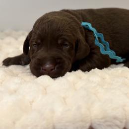 Aqua collar chocolate Female - Chocolate female Labrador Retriever puppy in Gainesville, Georgia from Rucker Retrievers