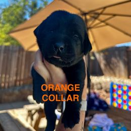 Orange Collar - Black male Labrador Retriever puppy in Galt, California from On My Side Kennels
