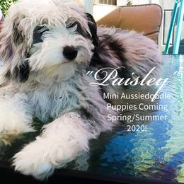 Aussiedoodle Puppies from Dreamydoodle NW