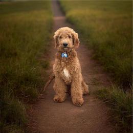 Bernedoodle and Golden Mountain Doodle All Grown Up from Cumberland Companions