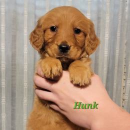 Hunk - Dark golden male Golden Retriever puppy in Scurry, Texas from 07 Seven Oaks Goldens and Doodles