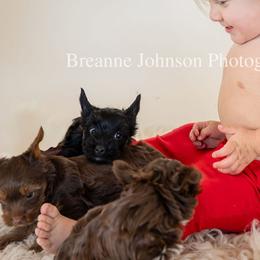 Yorkshire Terrier Puppies from Betterthan Chocolate Yorkies