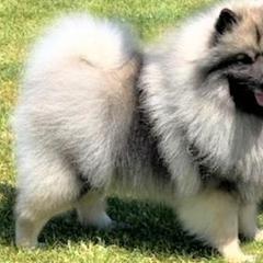 Keeshonden from Enchanted Keeshond