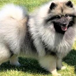 Keeshonden from Enchanted Keeshond