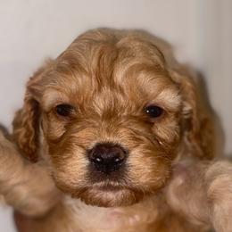 Jaxson - Red male Cavapoo puppy in El Sobrante, California from Mckendra's Legacy