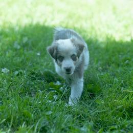 Spud - Red merle male Australian Shepherd puppy in Altmar, New York from E&C Australian Shepherds