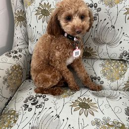 Piper - Goldendoodle