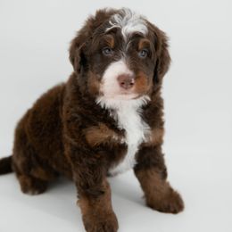 Forest - male Australian Mountain Doodle puppy in Franklin County, Missouri from Brick House Farm Doodles