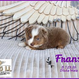 Franz - Red male Miniature Australian Shepherd puppy in Madisonville, Texas from Flying LL Aussies