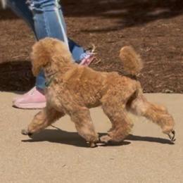 Teal Collar Girl - Apricot female Poodle puppy in Ocala, Florida from Sommer Standards & Chinese Cresteds
