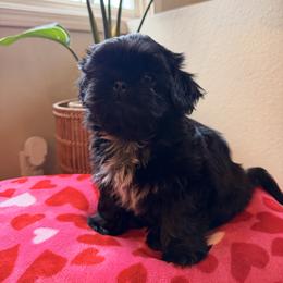Beaver - Black and white male Shih Tzu puppy in Oxnard, California from California Shih Tzu