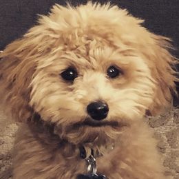 Assorted Doodle Crosses and Goldendoodles from Ettie's Doodles