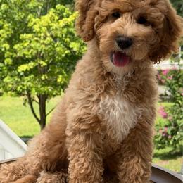 Daisy - Apricot female Australian Labradoodle puppy in Washington, North Carolina from Pamlico Labradoodles