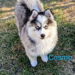 Cosmo - Pomsky puppy from Gypsy Rose Pomskies