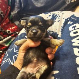 Red - Black and tan female Chihuahua puppy in Bethlehem, Pennsylvania from Steel City Exotics