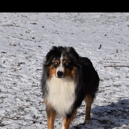 Zeus - Miniature Australian Shepherd
