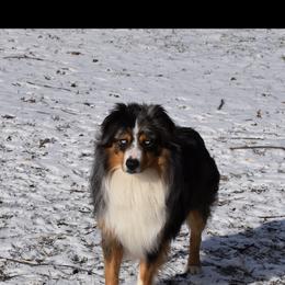 Zeus - Miniature Australian Shepherd