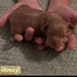 Honey (Honey Crisp) - Apricot female Schnoodle puppy in Cleveland, Tennessee from River and Pine Pups