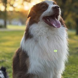Australian Shepherd All Grown Up from OakHaven Acres Aussies