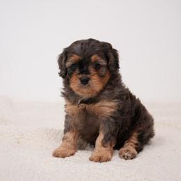 Owen - Merle male Cavapoo puppy in Apple Creek, Ohio from Grandeur Valley Puppies