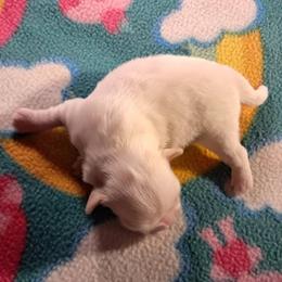 Girl 1 - female Shih Tzu puppy in Silver Springs, Nevada from Meadowlyn's Dream Shih Tzu