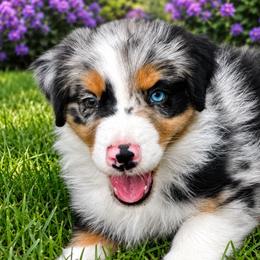 Coal - Blue merle female Australian Shepherd puppy in Marshall, Virginia from Aussie Tales Farm