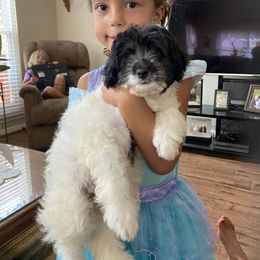 Goldendoodle Puppies from Labradoodleday