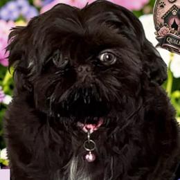 Shih Tzus from NANA’S  QUALITY SHIH TZU'S