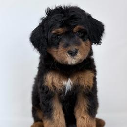 Espresso - Phantom male Bernedoodle puppy in Fleming, Colorado from Vandenbark Doodles