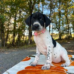 Aurora - Black and white female German Shorthaired Pointer puppy in Dugspur, Virginia from Pilgrims Trails Shorthairs