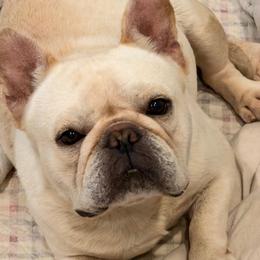 Bentley - Cream male French Bulldog puppy in Clinton, Tennessee from Summer Rose