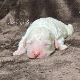 Atlas - White male Bernedoodle puppy in Cleveland, Georgia from Jam's Doodles And Poodles