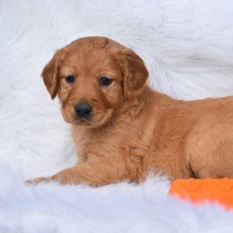 Lt Blue - Dark golden Golden Retriever puppy in Gober, Texas from Trigger Time Kennels
