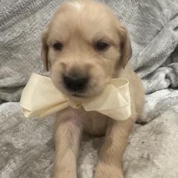 Donner:Brown collar - Golden male Golden Retriever puppy in Monterey, Tennessee from Lawson’s Green Acres Goldens and Mini Dachshunds
