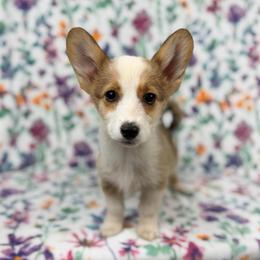 Croissant - Red female Pembroke Welsh Corgi puppy in Columbia, Tennessee from Wiggle B Ranch Corgis