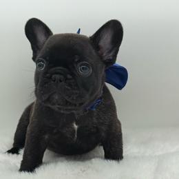 Mateo - Brindle male French Bulldog puppy in Largo, Florida from Big Daddy Frenchies