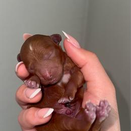 Male 1 - Red  male Poodle puppy in Modesto, California from Oso’s Red Toy, Mini, & Standard Poodles