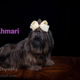 Ahmari - Shih Tzu