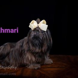 Ahmari - Shih Tzu