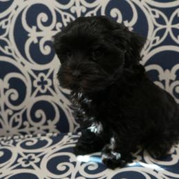 Havanese Puppies from Artwyrks Havanese