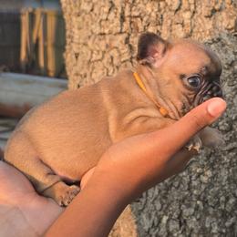 Orange Collar - Fawn female French Bulldog puppy in Tyler, Texas from Texas Top Notch Frechies