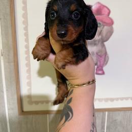 Banks - Black and tan male Dachshund puppy in Maidsville, West Virginia from L&B Lowriders