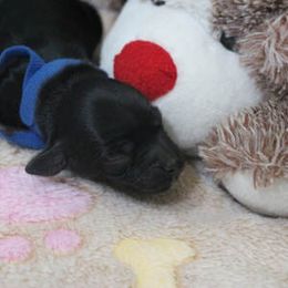 Cockapoo Puppies from JP Cockapoos LLC