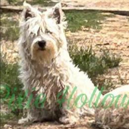 Iri - West Highland White Terrier