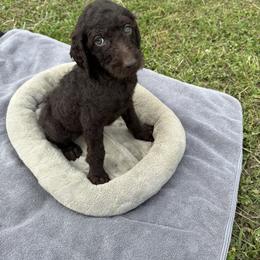 Poodle Puppies from Wilkins Farm